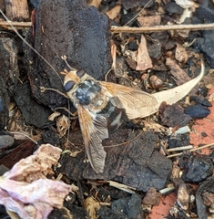 Microtropesa sinuata