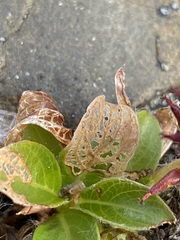 Salix phlebophylla
