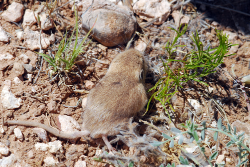 Plains Pocket Mouse (Perognathus flavescens)