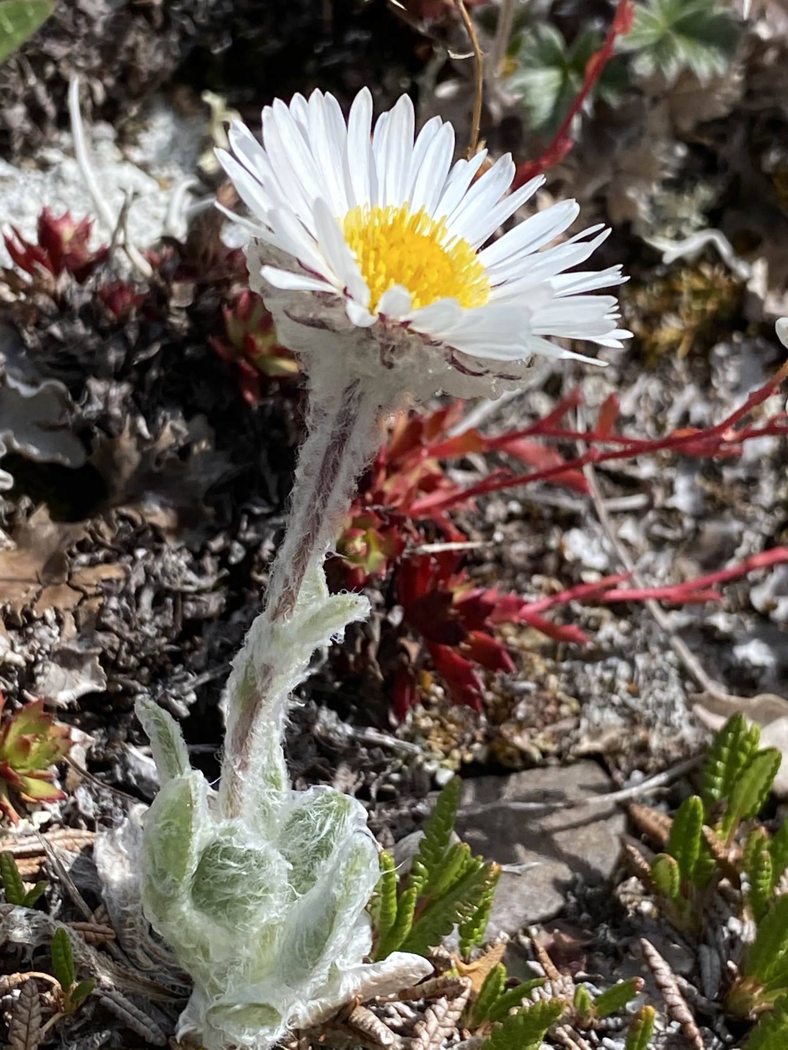 Erigeron muirii