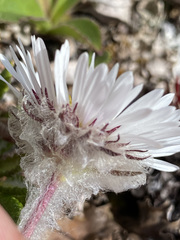 Erigeron muirii
