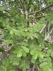 Commiphora marlothii