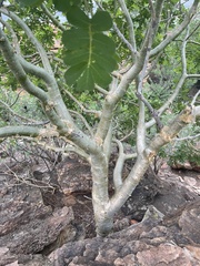 Commiphora marlothii
