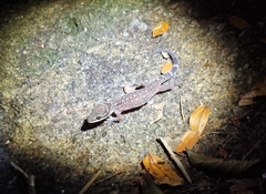 Cyrtodactylus oldhami