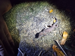 Cyrtodactylus oldhami