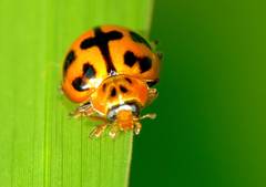 Harmonia octomaculata