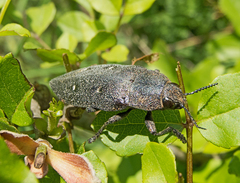 Chalcophorella stigmatica