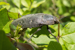 Chalcophorella stigmatica