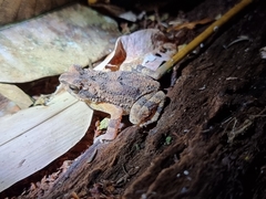 Ingerophrynus parvus