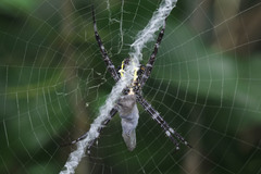 Argiope modesta