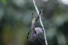 Argiope modesta