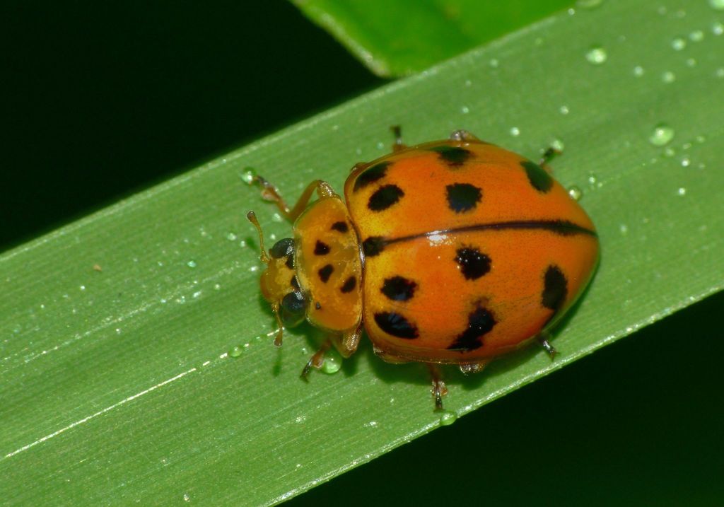 Maculate Ladybird