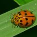 Maculate Ladybird - Photo (c) Steve Kerr, some rights reserved (CC BY), uploaded by Steve Kerr