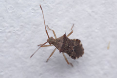 Cletomorpha