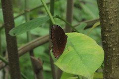 Elymnias hypermnestra