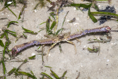 Rhinolambrus pelagicus