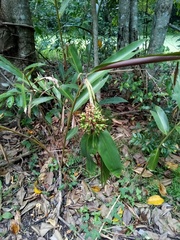 Alpinia caerulea