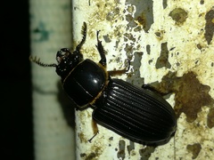 Odontotaenius