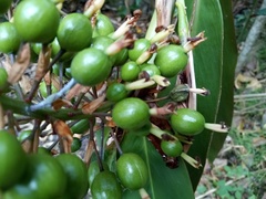 Alpinia caerulea