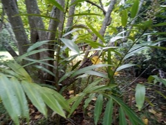 Alpinia caerulea