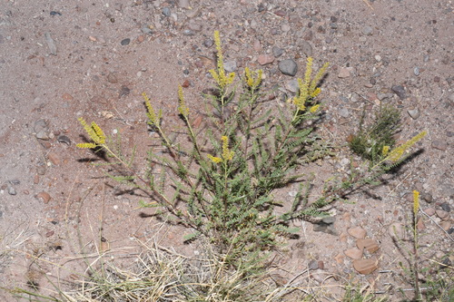 Image of Parryella filifolia by (c) Brian Finzel, some rights reserved (CC BY-SA)