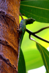 Phelsuma sundbergi longinsulae