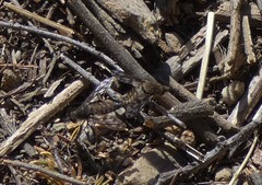 Conophorus fenestratus