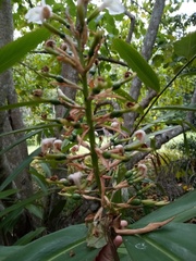 Alpinia caerulea