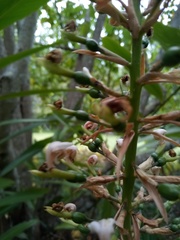 Alpinia caerulea