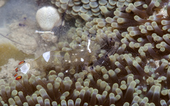 Stichodactyla haddoni