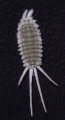 Laminicoccus flandersi