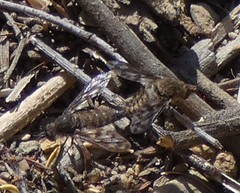 Conophorus fenestratus