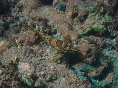 Epinephelus merra