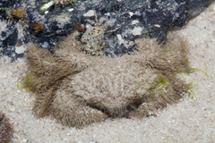 Pilumnus vespertilio