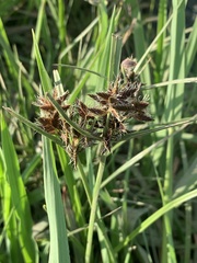 Cyperus nitidus