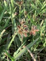 Cyperus nitidus