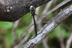 Spinaeschna tripunctata