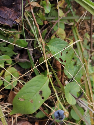 China knotweed