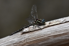 Spinaeschna tripunctata