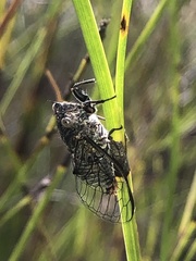 Atrapsalta encaustica