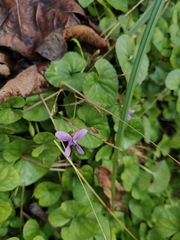Viola hamiltoniana