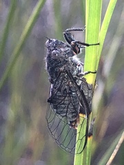 Atrapsalta encaustica