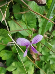 Viola hamiltoniana