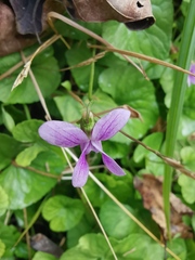 Viola hamiltoniana