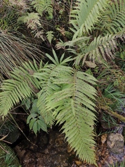 Pseudocyclosorus subochthodes