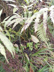 Pseudocyclosorus subochthodes