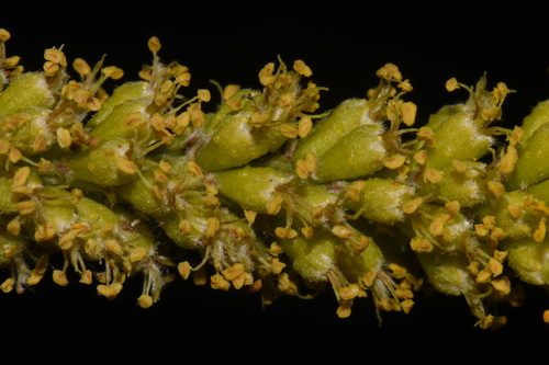 Image of Parryella filifolia by (c) Brian Finzel, some rights reserved (CC BY-SA)