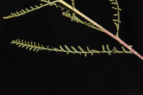 Image of Parryella filifolia by (c) Brian Finzel, some rights reserved (CC BY-SA)