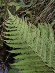 Pseudocyclosorus subochthodes