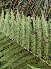 Pseudocyclosorus subochthodes